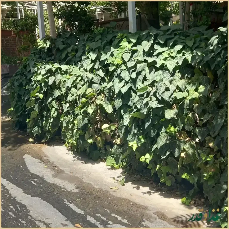 رستوران دهکده فرحزاد