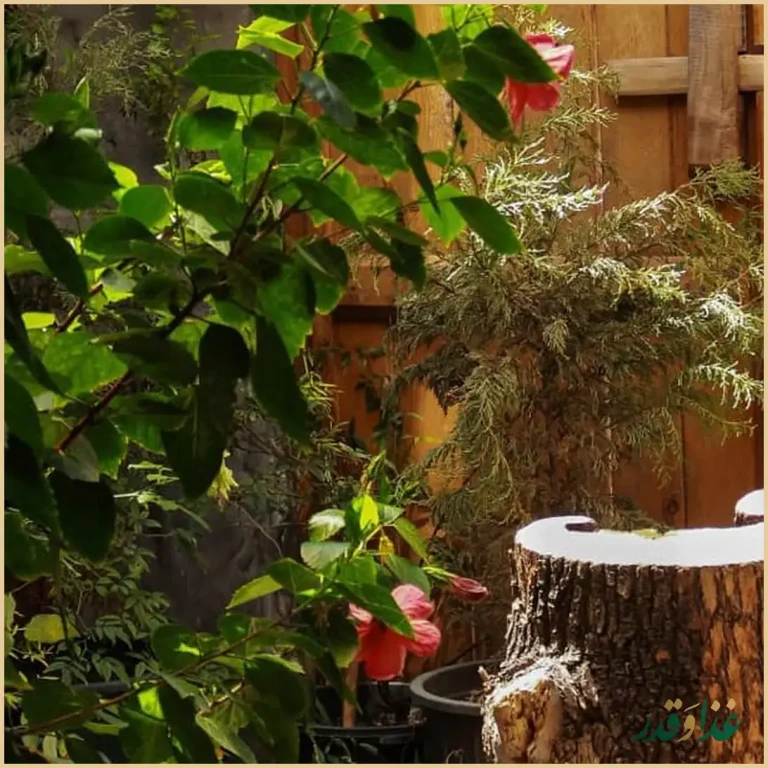 رستوران نیایش