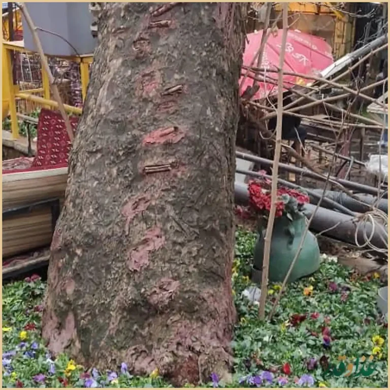 رستوران جوانان 1