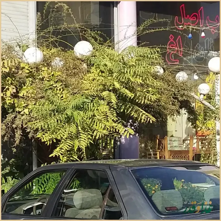 کباب اصل بناب مزه