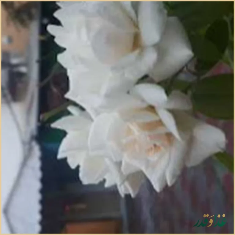 تهیه غذای قائم