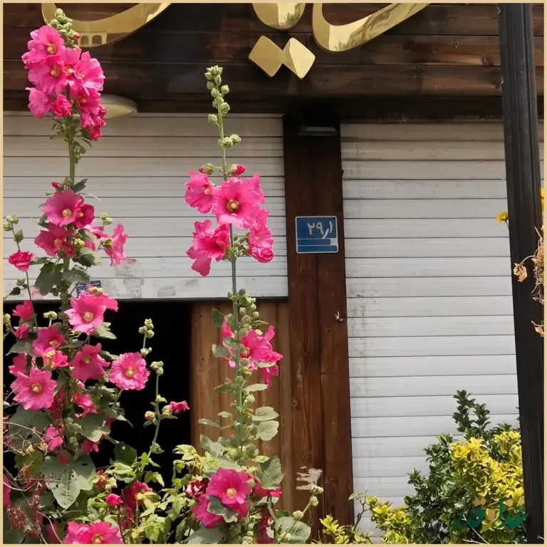 کافه رستوران دیاکو