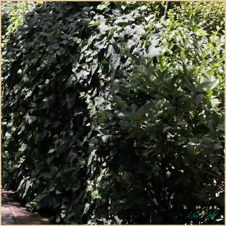 باغ رستوران شاندیز تهران