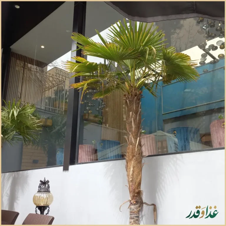 کافه رستوران گجا