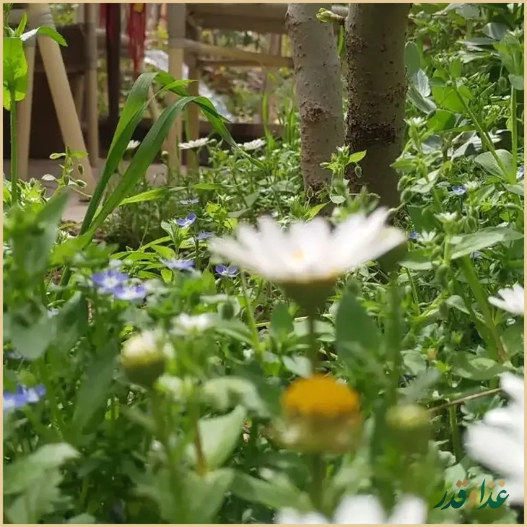 رستوران گیلکی می لاکوی