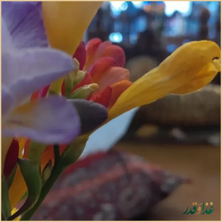 رستوران گیلکی می لاکوی