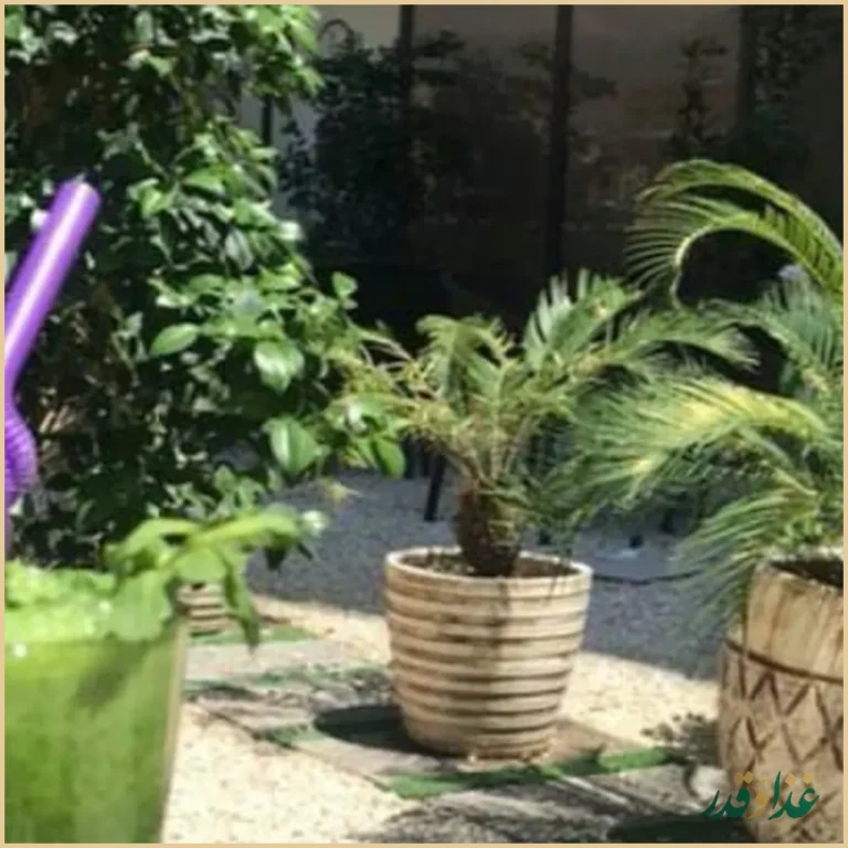 کافه رستوران رویال