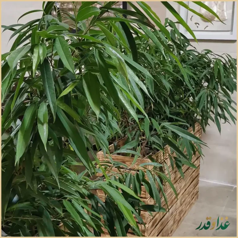 کبابی جیگر میگر