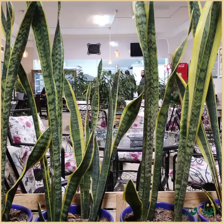 کبابی جیگر میگر