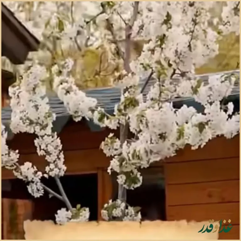 رستوران شاخه نبات