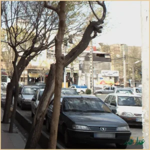 فلافل کنجدی سید