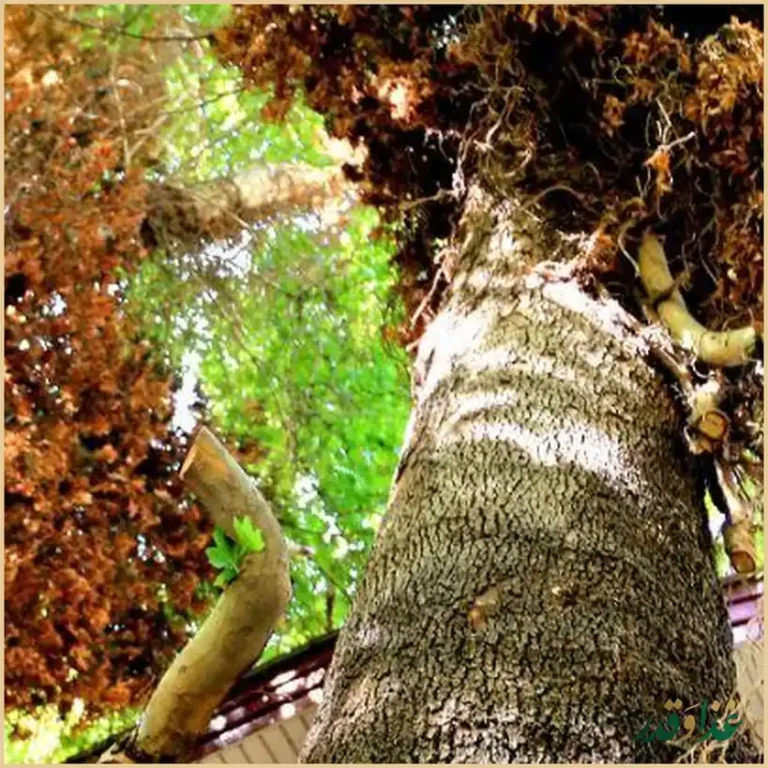 رستوران شب نشین