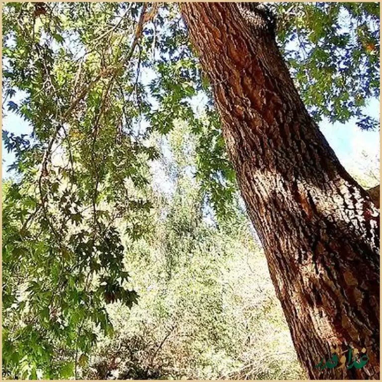 رستوران شب نشین