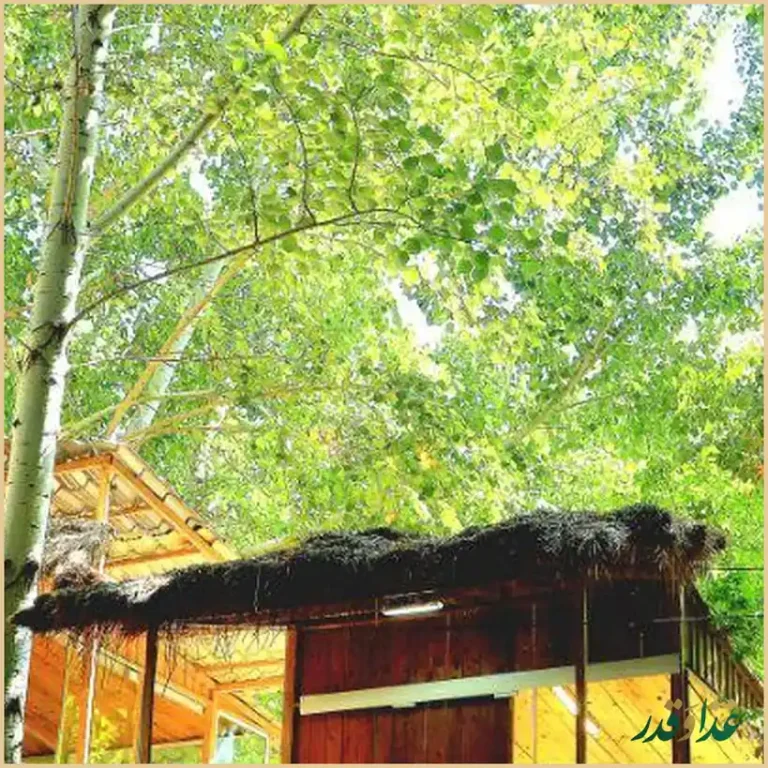 رستوران شب نشین