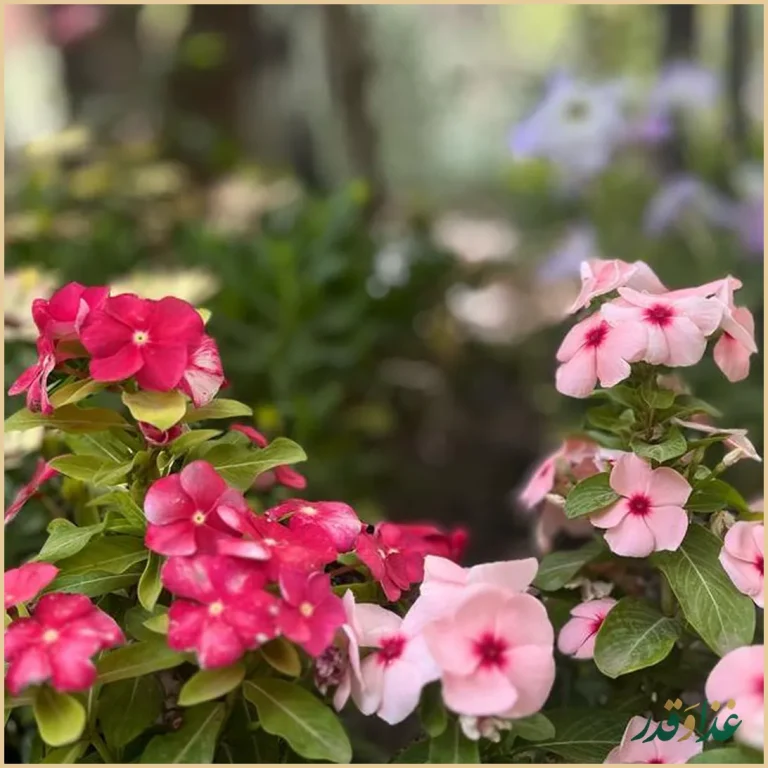 رستوران شب نشین