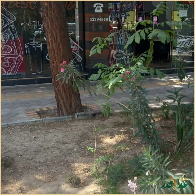 فست فود پاییز