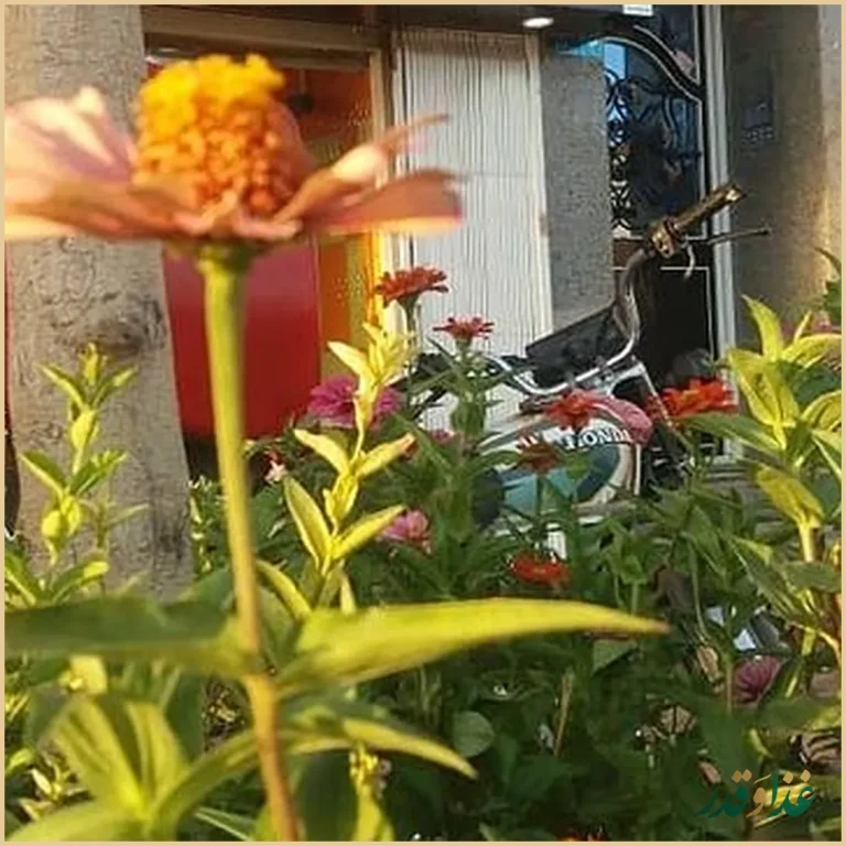 کبابی گلستان