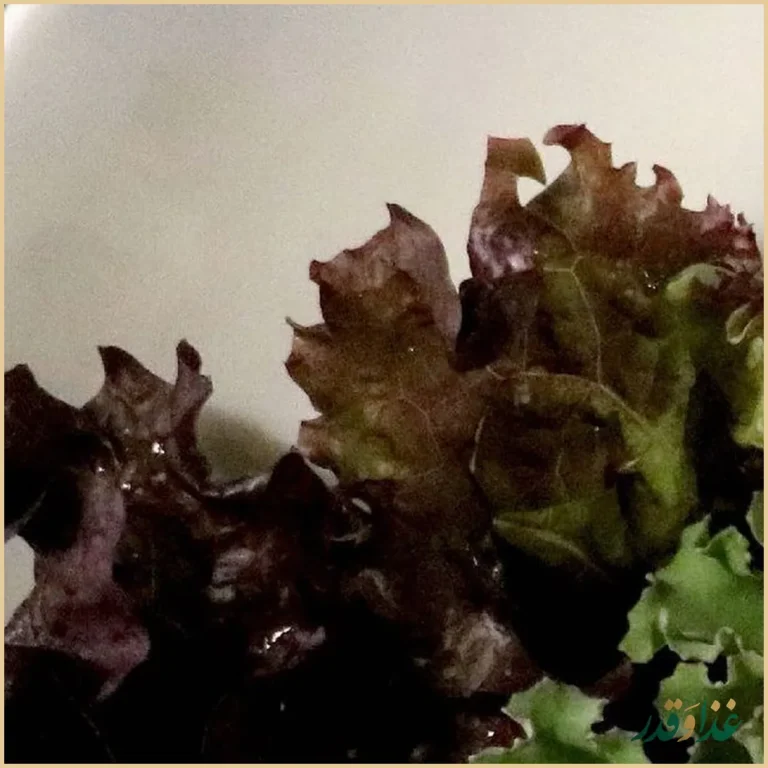 باغ رستوران مراکشی حریرا