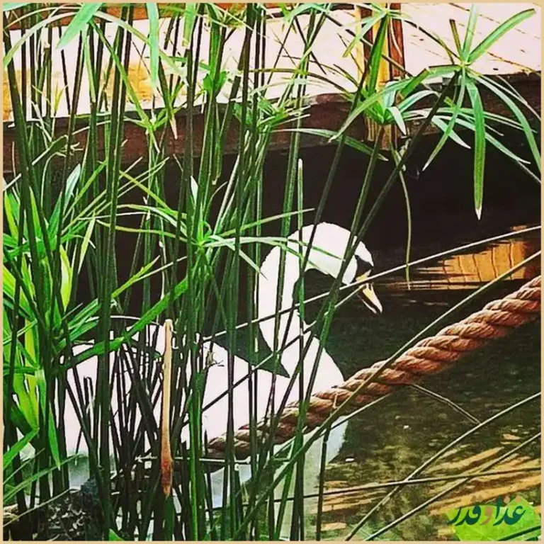 کافه رستوران قو سفید