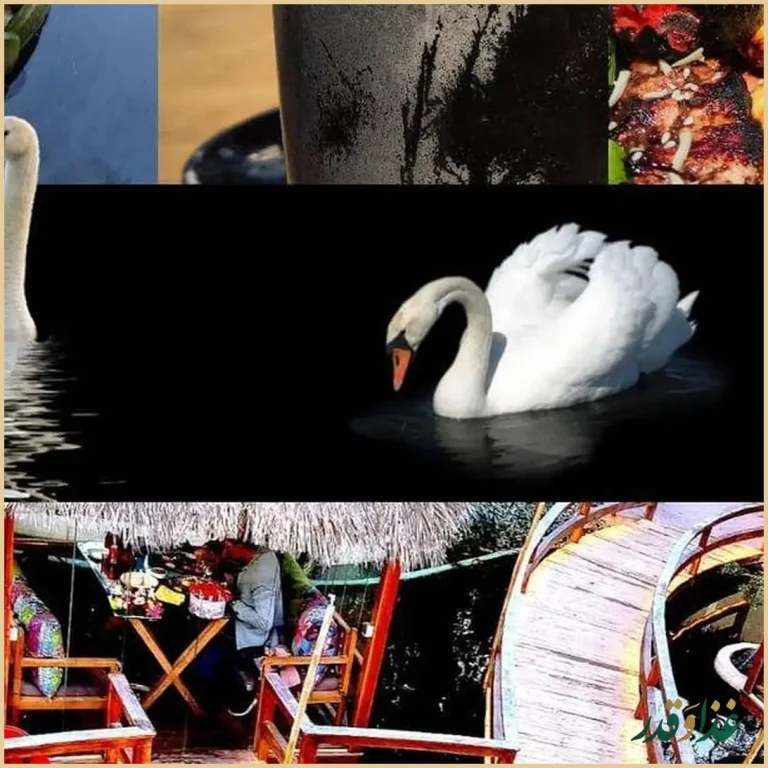 کافه رستوران قو سفید