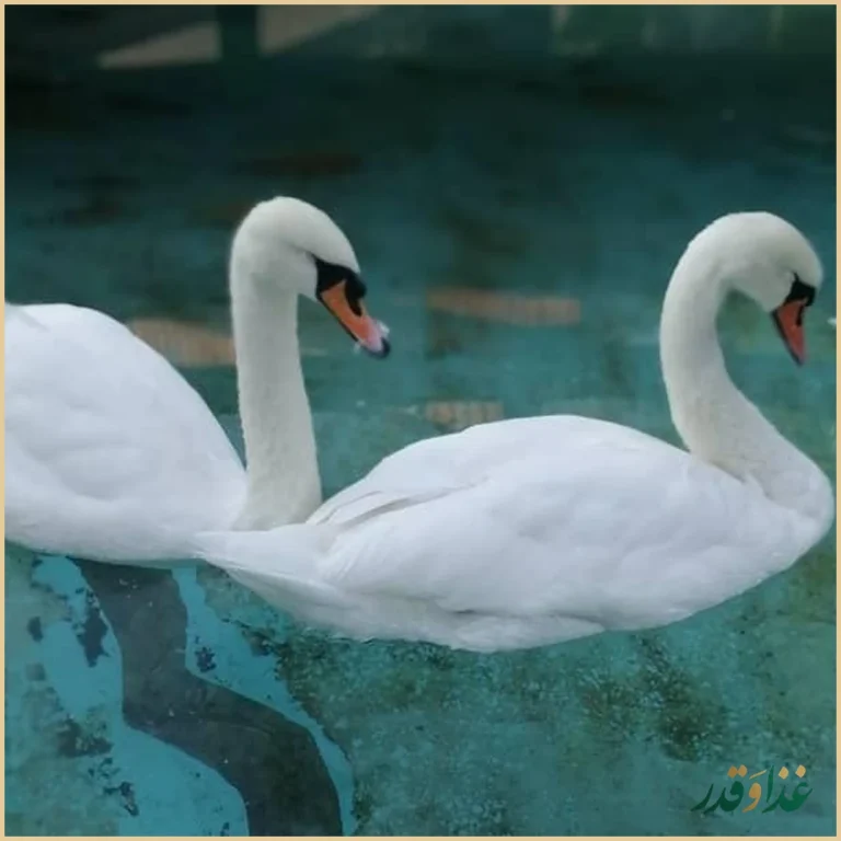 کافه رستوران قو سفید