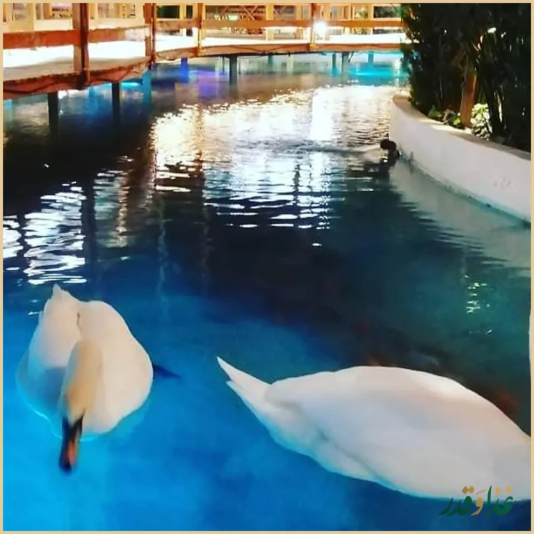 کافه رستوران قو سفید