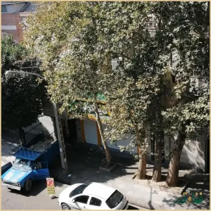 فلافل کیلویی میخکوب