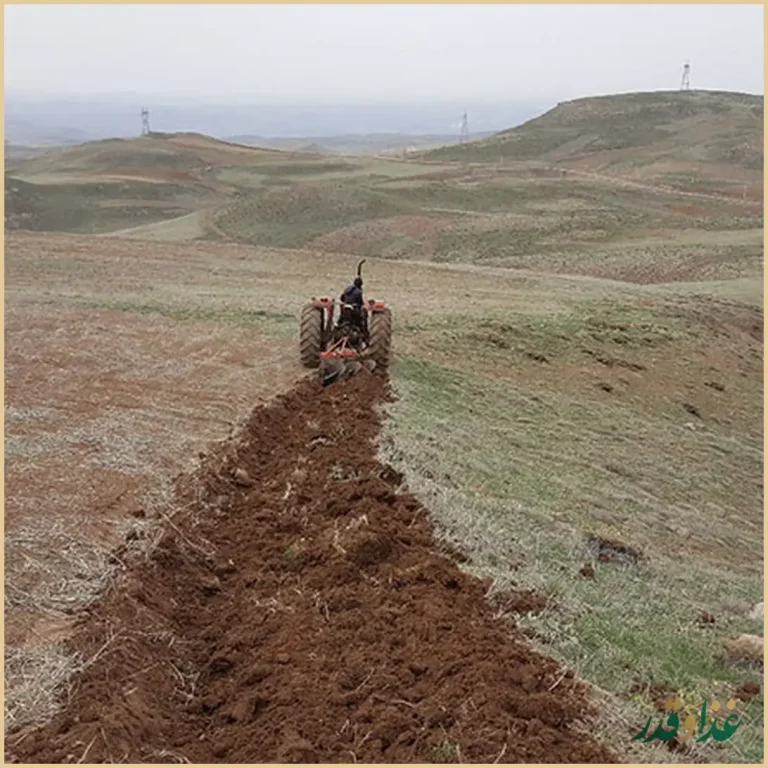 فلافل کیلویی میخکوب