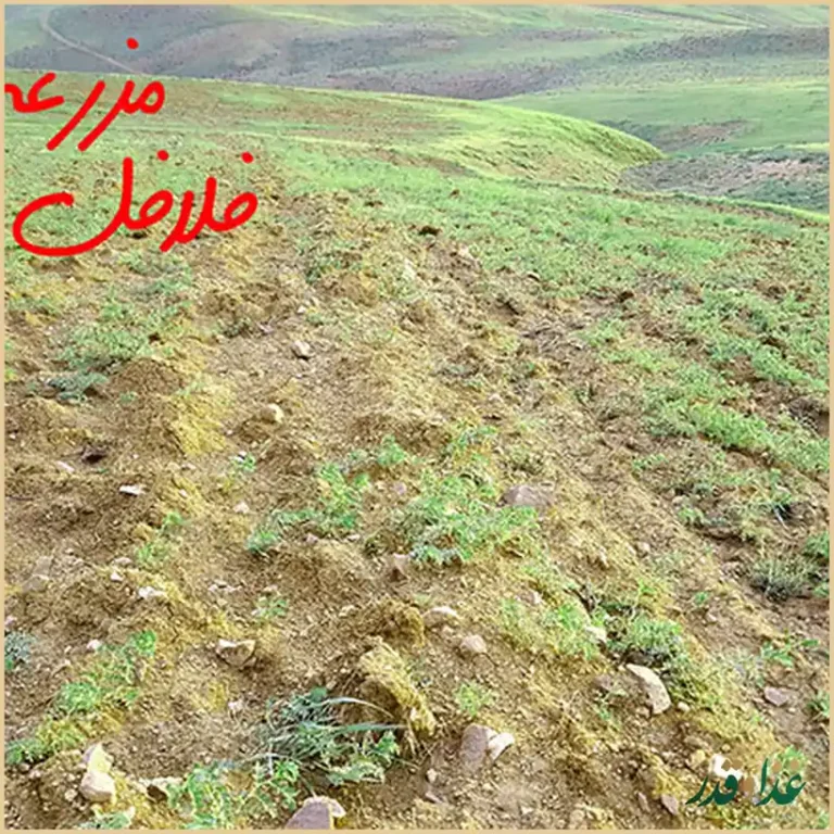 فلافل کیلویی میخکوب