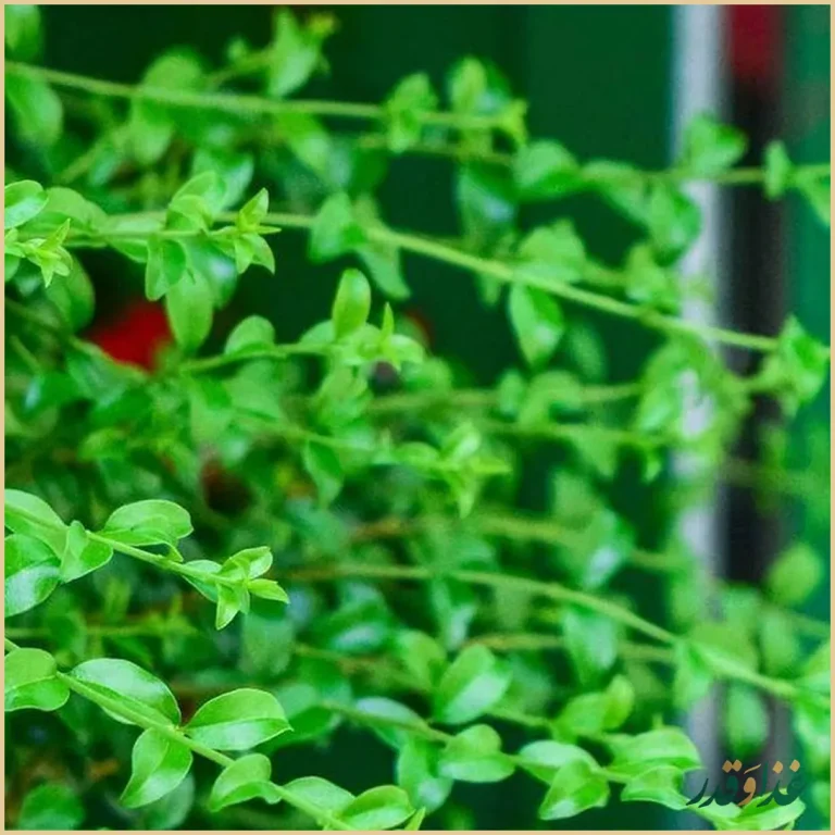 رستوران گیاهی مهر میترا بیرون بر