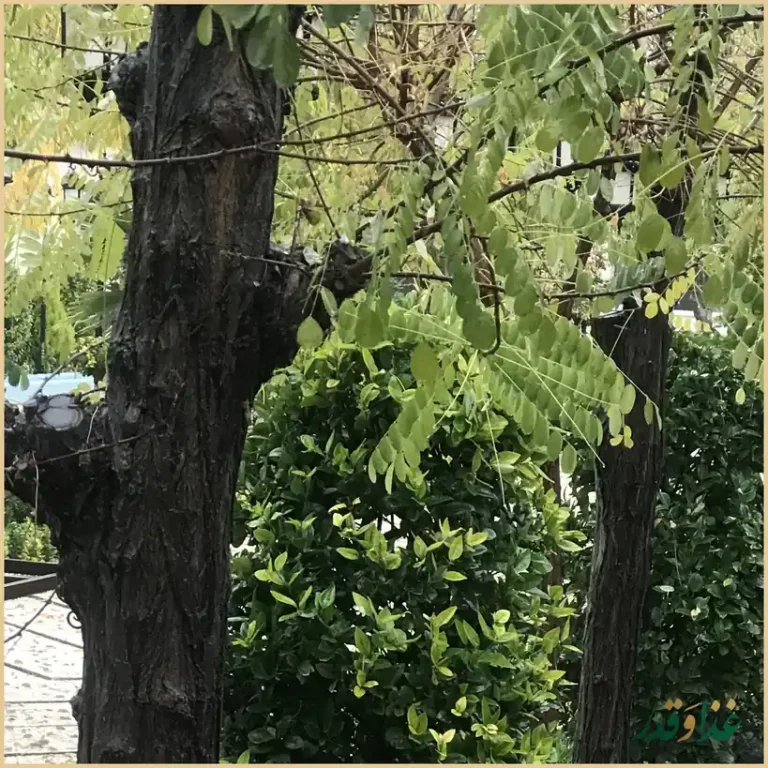 باغ رستوران شب نشین