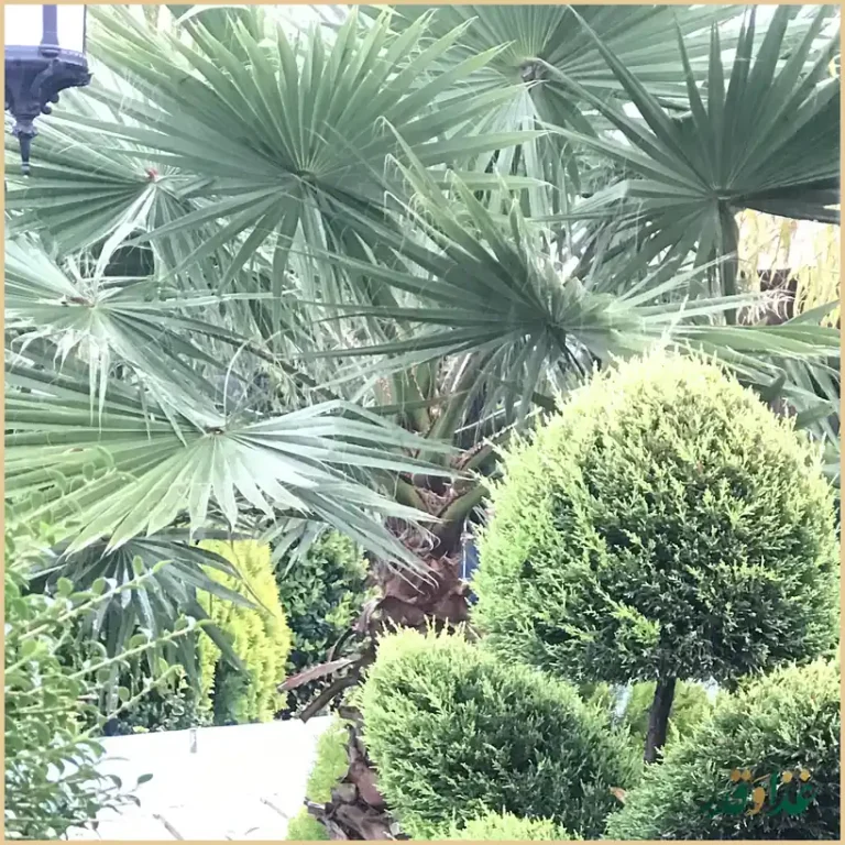 باغ رستوران شب نشین