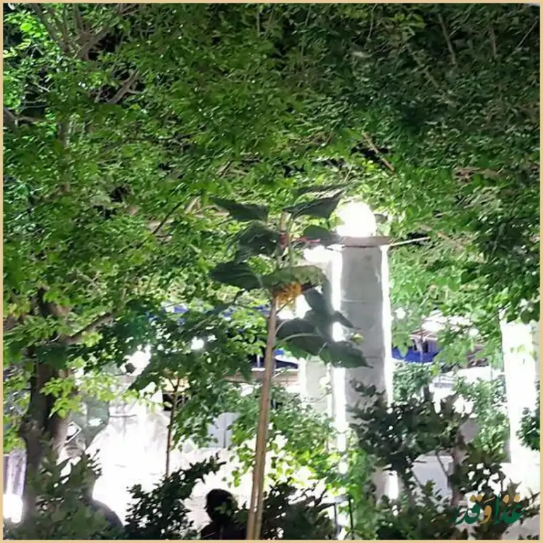 کافه رستوران قلهک دره