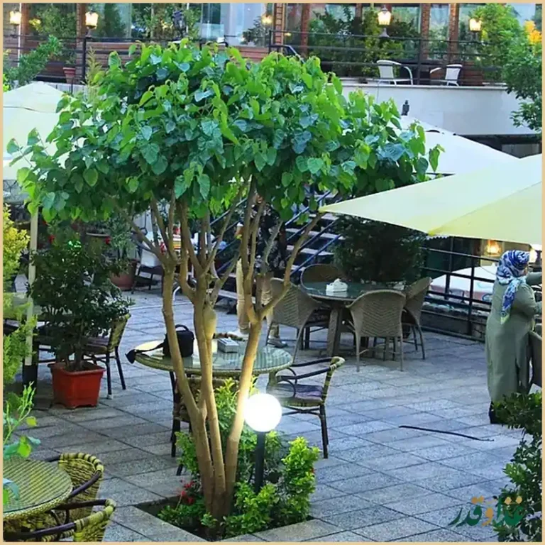 رستوران سایدا شهران