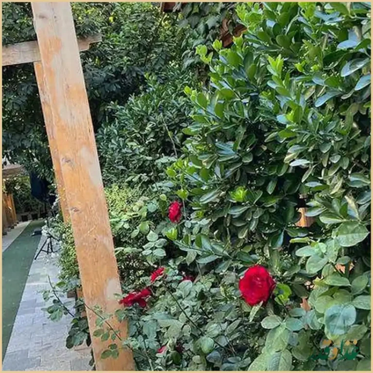 باغ رستوران رز