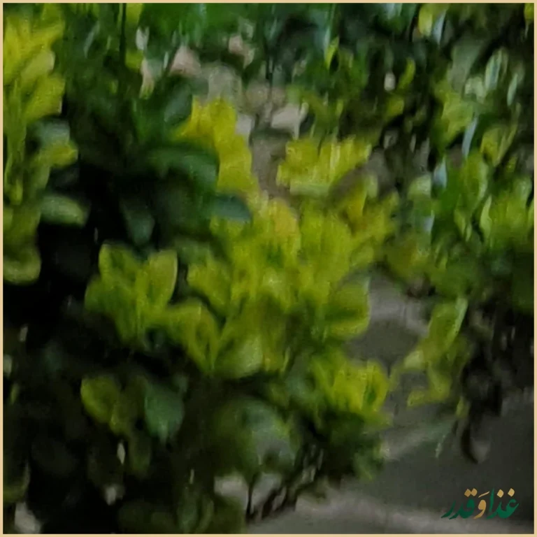 رستوران سنتی باغ شازده