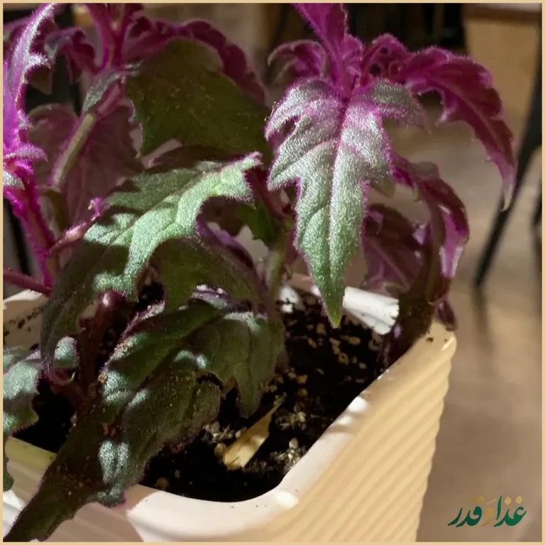 رستوران رولینجا