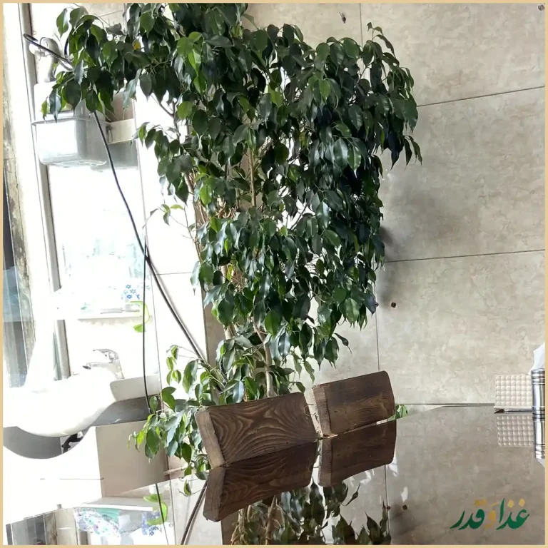 دیزی سرای شهرام