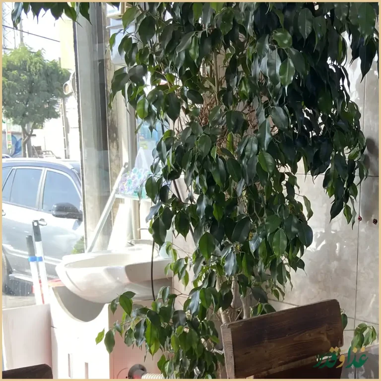 دیزی سرای شهرام