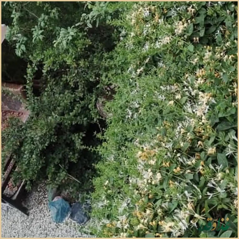 باغچه رستوران زیتون فرحزاد