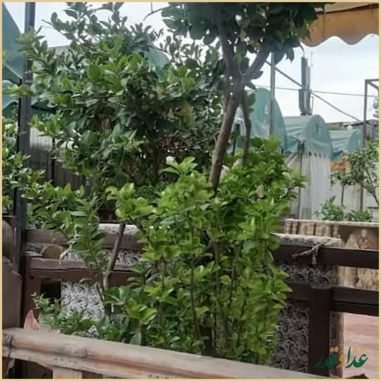 باغچه رستوران زیتون فرحزاد