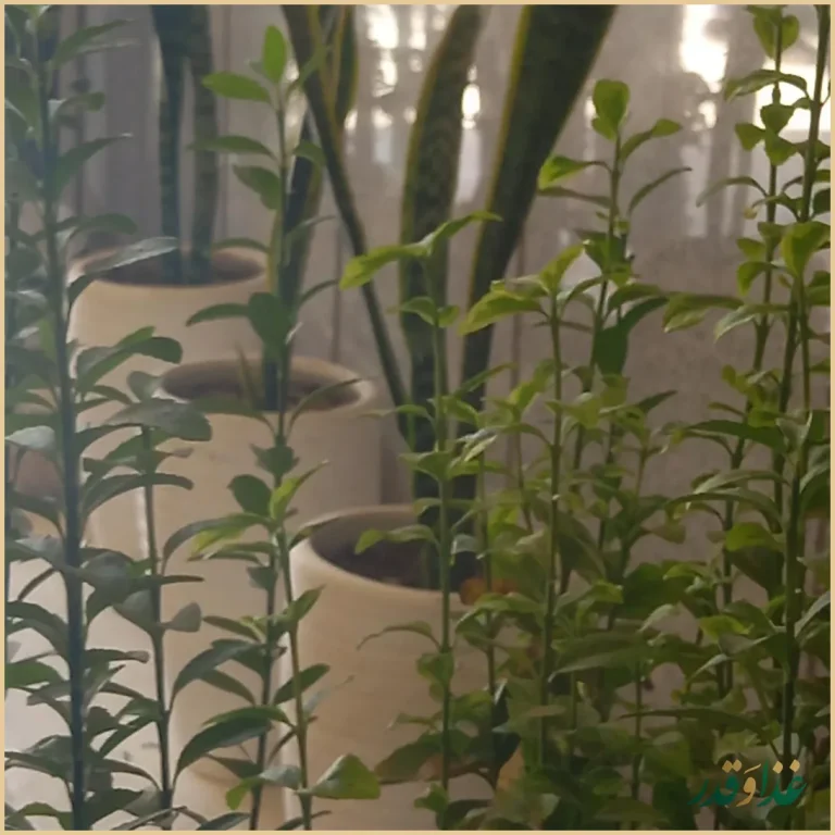 رستوران حاج ابراهیم زندیه