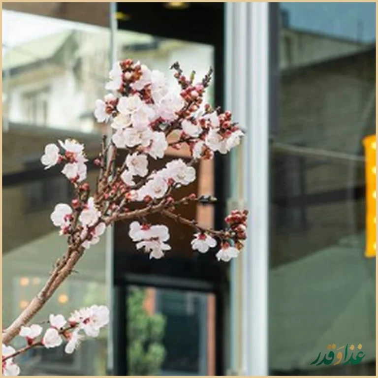 فست فود پیتکو