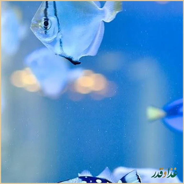 رستوران لیدو