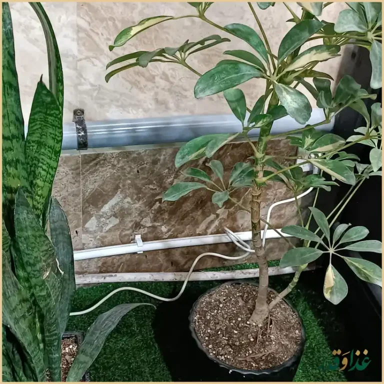 فست فود وودی