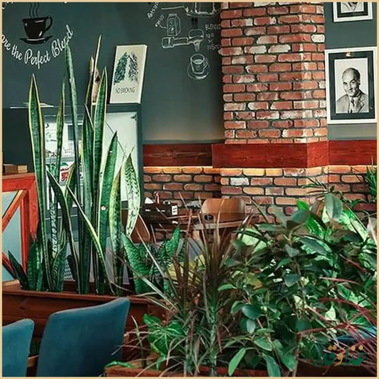 کافه هیرو کام