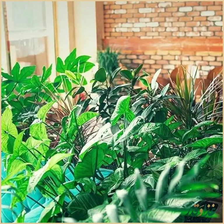 کافه هیرو کام