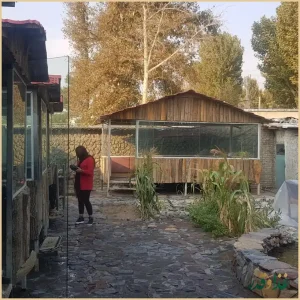 جگرسرا گل یخ