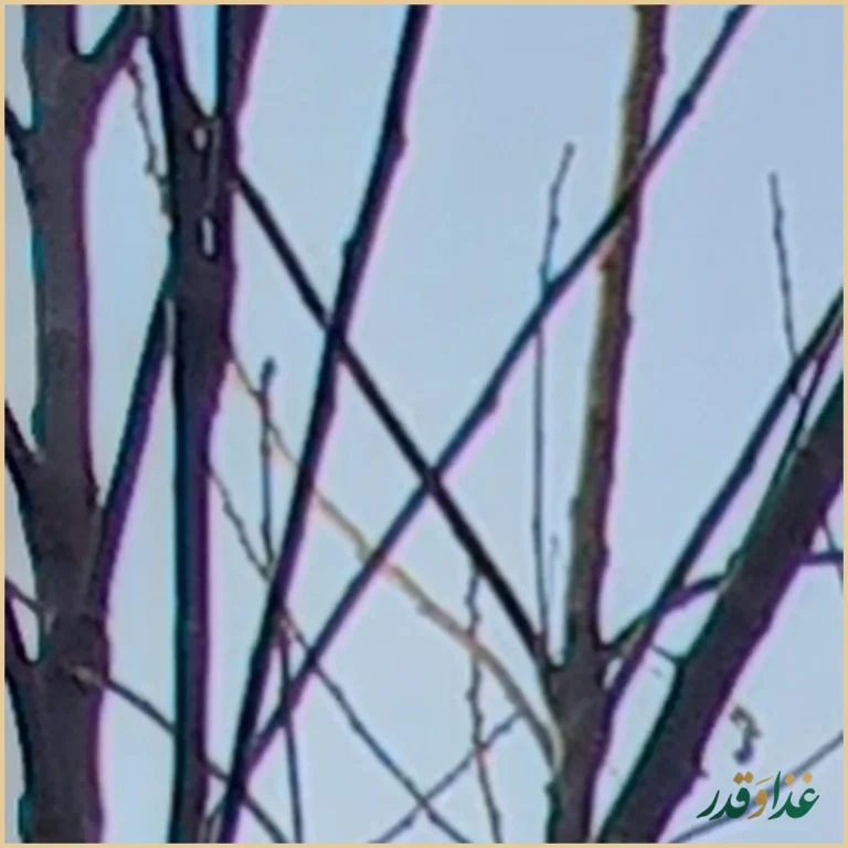 رستوران افتخاری