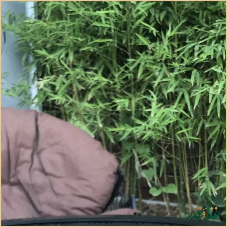 امیرشکلات پلاس فشم